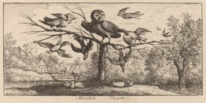 Monedula, sova