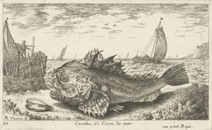 Poon na pláži Cuculus. Le Coccu de mer (název na objektu) Ryby a další mořští tvorové - slaná voda první série (název série) Diverse Especes de Poissons de mer (název série) od Albert Flamen