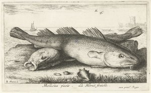 Dvě tresky na pláži Molucius piscis. Le Morue Fraiche. (název na objektu) Ryby a další mořští tvorové - slaná voda druhá série (název série) Poissons de mer (název série) od Albert Flamen