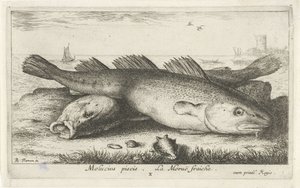 Dvě tresky na pláži Molucius piscis. Le Morue Fraiche. (název na objektu) Ryby a další mořští tvorové - slaná voda druhá série (název série) Poissons de mer (název série) od Albert Flamen
