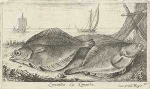 Dva šmouhy na pláži limanda. La Limande. (název na objektu) Ryby a další mořští tvorové - slaná voda třetí série (název série) Poissons de mer (název série) od Albert Flamen