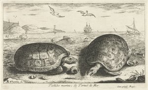 Dvě želvy na pláži Testudo marina; La Tortuë de Mer (název na objektu) Ryby a další mořští tvorové - slaná voda druhá série (název série) Poissons de mer (název série) od Albert Flamen