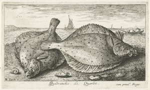 Dva platýs na pláži Quadratulus. LeQuarlet. (název na objektu) Ryby a další mořští tvorové - slaná voda třetí série (název série) Poissons de mer (název série) od Albert Flamen