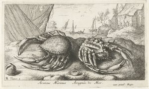 Dva krabi pavoučí poblíž rybářské sítě Araneus Marinus Aragnée de Mer (titul na předmětu) Ryby a další mořští tvorové - slaná voda druhá série (název série) Poissons de mer (název série) od Albert Flamen