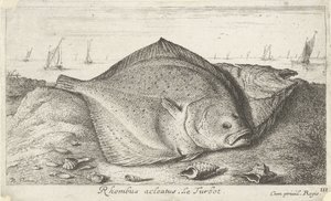 Dvě kambaly na pláži Rhombus acleatus. Le Turbot. (název na objektu) Ryby a další mořští tvorové - slaná voda třetí série (název série) Poissons de mer (název série) od Albert Flamen