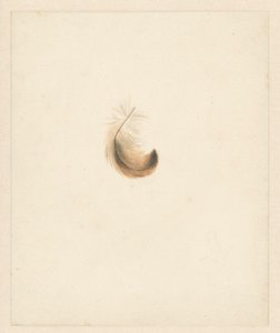Studie peří od Albertus Steenbergen