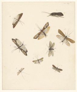 Studijní list s osmi měsíci od Albertus Steenbergen