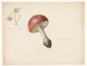 Studijní list s houbami, Amanita Rubescens a Marasmius Rotula od Albertus Steenbergen