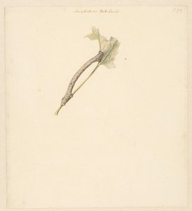 Studieblad se setkal s rups, Amphidiasis Betularia od Albertus Steenbergen