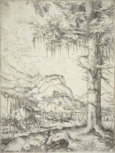 Velký smrk, kolem roku 1520 od Albrecht Altdorfer