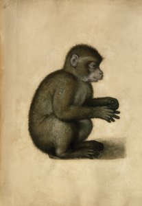 Opice / akvarel, připisováno A.Dürerovi. od Albrecht Dürer