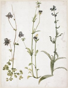  od Albrecht Dürer
