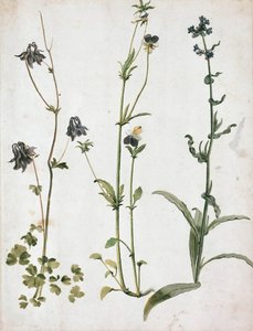 Columbines, Macešky a volský jazyk, první čtvrtina 16. stol. od Albrecht Dürer