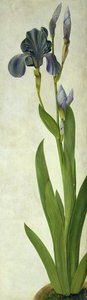 Iris (toaleta a kvaš na papíře) od Albrecht Dürer