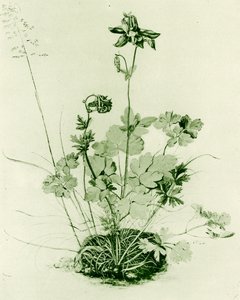 Columbine od Albrecht Dürer