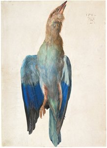 Dead Blue Roller, 1500 nebo 1512 od Albrecht Dürer