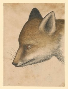 Liščí hlava, vlevo od Albrecht Dürer
