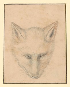 Liščí hlava, zepředu od Albrecht Dürer