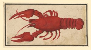 od Albrecht Dürer