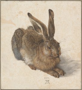 Hase, 1502 od Albrecht Dürer