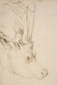Head of a Roebuck, 1503 od Albrecht Dürer