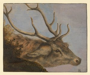 Jelení hlava od Albrecht Dürer