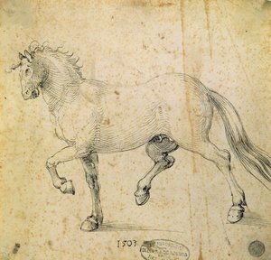 Kůň, 1503 (pero a inkoust na papíře) od Albrecht Dürer