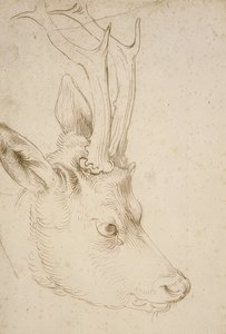 Hlava srnce. Kolem roku 1503 od Albrecht Dürer