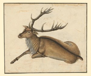 Ležící jelen, otočený doleva od Albrecht Dürer