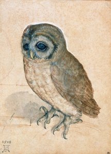Malá sova, 1508. od Albrecht Dürer