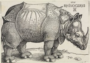 Rhinocerus (Nosorožec) od Albrecht Dürer