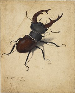 Jelení brouk od Albrecht Dürer