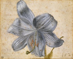 Studie o lilii, 1526. od Albrecht Dürer