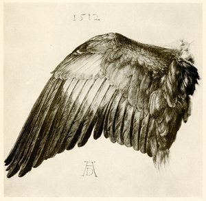 Křídlo modrého válečku od Albrecht Dürer