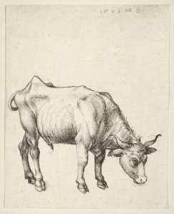 Mladý býk od Albrecht Dürer