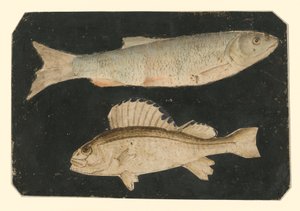 Dvě ryby nad sebou (pstruh a Knorrfish) od Albrecht Dürer