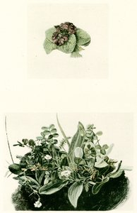 fialky od Albrecht Dürer