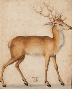 Jelen od Albrecht Dürer
