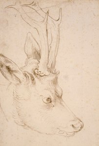 Tete de chevreuil samec - Dessin de Albrecht Durer (1471-1528), vers 1503 - Hlava srnce - Pero a štětec, šedý a hnědý inkoust na papíře od Albrechta Durera (1471-1528), ca1503 - 22,8x15,3 cm - Nelson-Atkins Museum of Art, Kansas City, Missouri od Albrecht Dürer