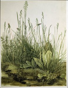 Velký kus trávníku od Albrecht Dürer or Duerer