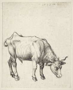 Mladý býk, kolem roku 1493 od Albrecht Dürer