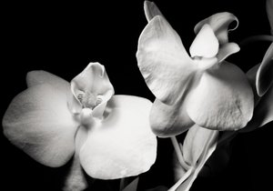 ambice, 2019, (fotografie) od Alex Caminker