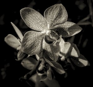 jiný svět, 2019, (fotografie) od Alex Caminker