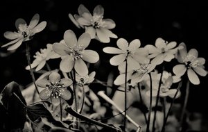 sbor, 2019, (fotografie) od Alex Caminker