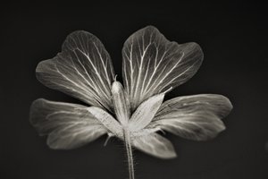 jasnost, 2019, (fotografie) od Alex Caminker