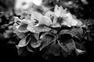 cluster, 2019, (fotografie) od Alex Caminker