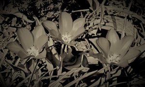rodina, 2019, (fotografie) od Alex Caminker