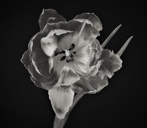 květinová geometrie, 2019, (fotografie) od Alex Caminker
