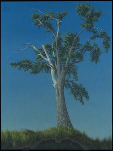 Elm Tree v Horton Landing