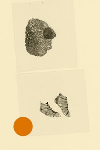 hlavonožec od Alexander Adiels